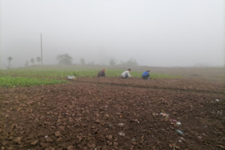 沅陵县河小青行动中心河小青志愿者开展助农种植油菜志愿服务活动