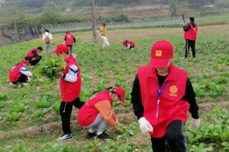 小小农场，“蔬”送温暖
