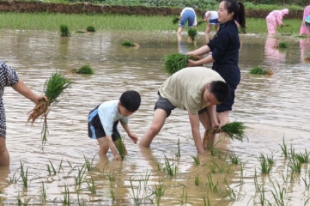 春插一棵秧，秋收万粒米 ----宏宇小学四年级11班亲子携手